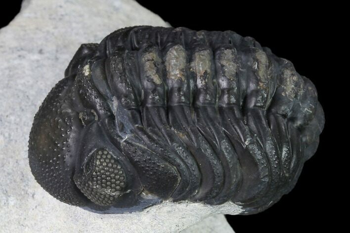 Austerops Trilobite - Nice Eye Facets #138958